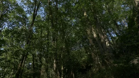 Pan bottom view of trees in a forest Stock Footage 73769420