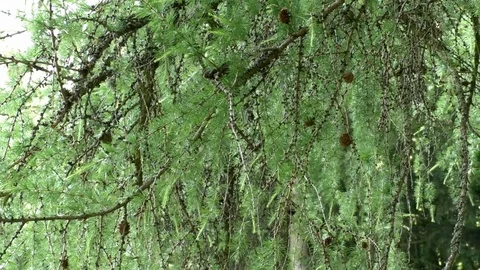 Pan: Branches of a larch tree with green needles and larch cones Stock Footage 76803055