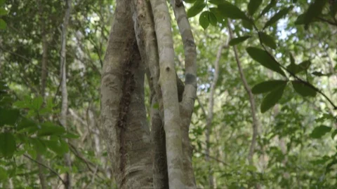Pan up Branches to Termite Nest Among Leaves Stock Footage 123666959