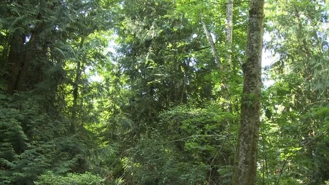 Pan of bright green forest trees Stock Footage 75270669