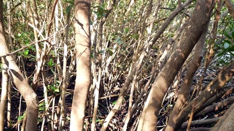Pan up bright thick and twisted brown mangroves in sunlight with water in the ba Stock Footage 275512112