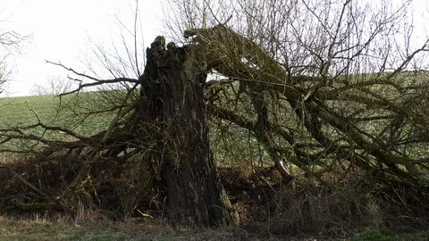 Pan: Broken tree in front of a field, trunk broken but tree still alive, winter Stock Footage 100709398