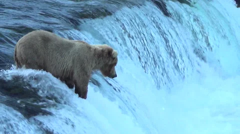 Pan from Brown Bear on Falls to Seven Bears Below Stock Footage 50550346