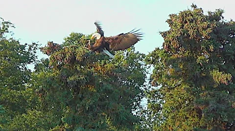 Pan from Brown Bear to Flying Eagle Landing in Tree Stock Footage 50541795