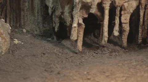 Pan to brown horn-nosed snake in rock enclosure Stock Footage 24360830