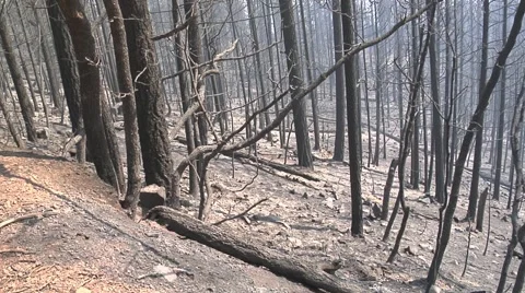 Pan of burned out forest Stock Footage 40753824