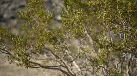 Pan of Bush at Joshua Tree National Park Stock Footage