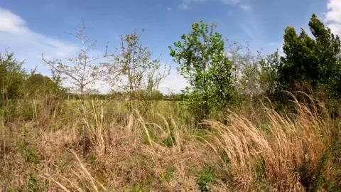 Pan bush line and distant house and landscape in the country Stock Footage 179957151