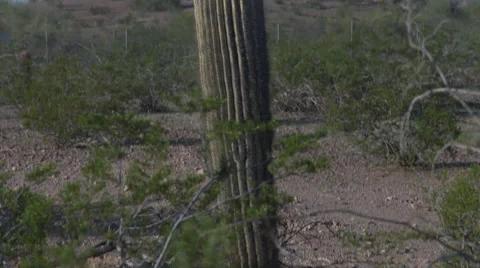 Pan up cactus to bird Stock Footage 65428828
