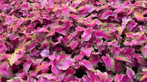 Pan of Caladium Strap Leaves Stock Footage 243778557