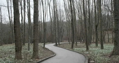 Pan - Calm lonely forest with a paved path Stock Footage 175921106