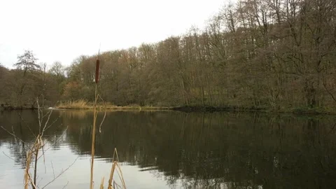 Pan: calm pond in winter, surrounded by trees and reed, rural Germany Stock Footage 262230265