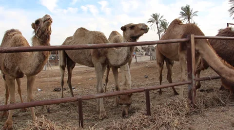 Pan on camels in their ranch Stock Footage 37129776