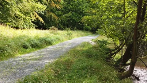 Pan of the camera from the forest path to the pond in sunshine. Stock Footage 138161364