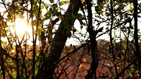 Pan Camera Movement at Sunset in Autumn Forest with Sunlight Through Spider Web Stock Footage 318224004