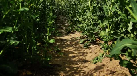 Pan in canola field Stock Footage 11017595