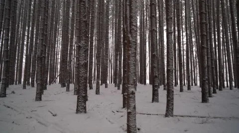 Pan up to canopy of forest of tall pines as snow falls Stock-Footage 60860314