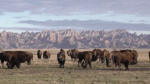 Pan of Captive Bison Buffalo Herd on Ranch in Great Plains Badlands Stock Footage