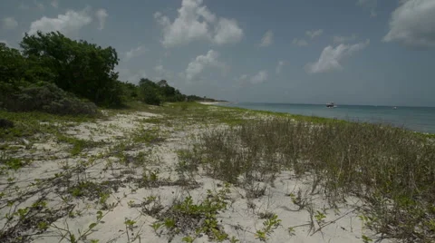 PAN Caribbean beach grass Stock Footage 46711230