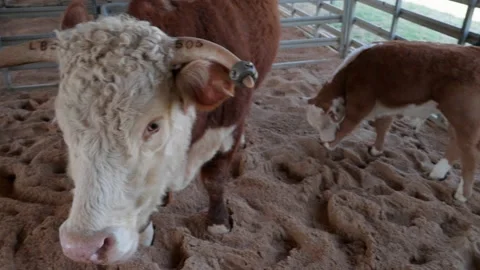 Pan from Cattle Mother to Calf Stock Footage 235877112