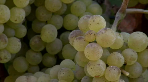 Pan of Chardonnay grapes ripening on the vine in California Stock Footage