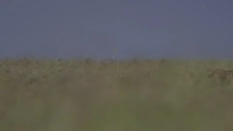 Pan of a cheetah creeping through long grass during the afternoon Stock Footage 260848603