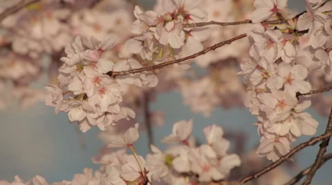 Pan of cherry blossom pedals Stock Footage 37653020