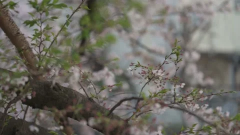 Pan of cherry blossom tree branch along riverside in Tokyo 動画素材 175876780