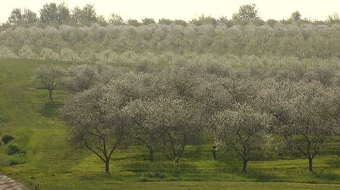 Pan on a cherry orchard in full bloom Stock Footage 7764119