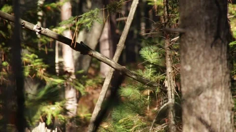 Pan to chipmunk balancing on branch Video stock 46132868