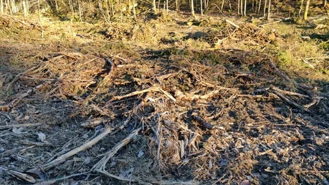 Pan of Clear Cut Forest Ground Sweden Sunny Day Stock-Footage 101384671
