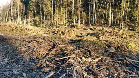 Pan of Clear Cut Forest in Sweden Sunny Day Stock Footage 101384686