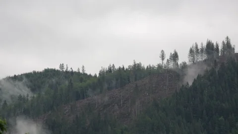 Pan clear cut mountain top with a few straggling trees and rising mist. Stock Footage 86757449
