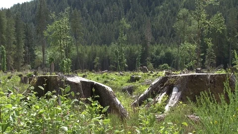 Pan of clearcut forest Stock Footage 75277519