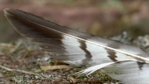 Pan: Close up of a bird's feather lying in the woods. Blurred forest background. Video stock 76803251