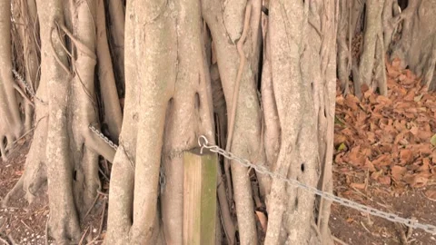 Pan Up Close Horizontal shot Multiple Banyan Trees in the afternoon in St. Peter Stock Footage 270505391
