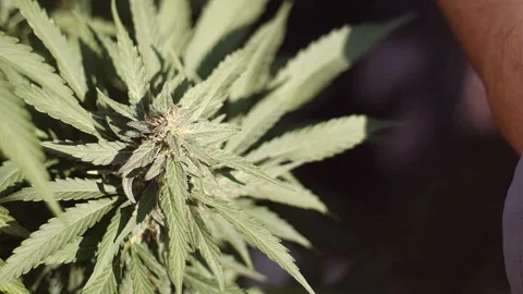 Pan close up of marijuana bud. 스톡 동영상 142505265