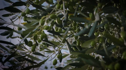 Pan close up olive tree with green olives Stock Footage 249168192