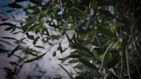 Pan close up olive tree with green olives 2 Stock Footage 249170932
