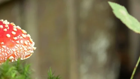 Pan, Close-up: red cap, white spots of fly agaric mushroom (amanita muscaria) Stock Footage 118270188