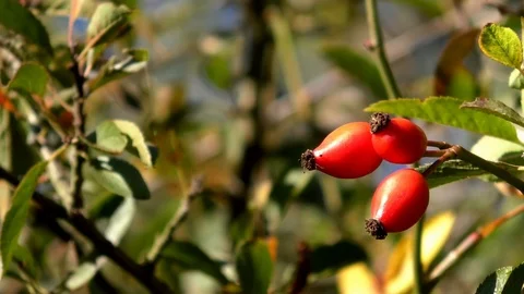 Pan, Close-up: Three rose hip fruits and green leaves in autumn Stock Footage 96006465