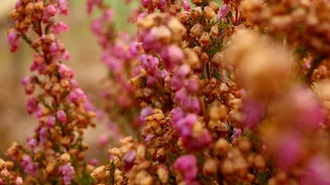 Pan, Close-up: withered heath (calluna vulgaris), ericaceae in winter, flora Stock Footage 123157650