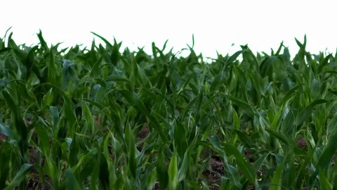 Pan: Closer view of corn plants growing on a field, white background Stock Footage 76807046