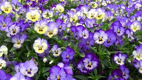 Pan, closeup shot of pansy / viola flower garden. 4K Stock Footage 186366397