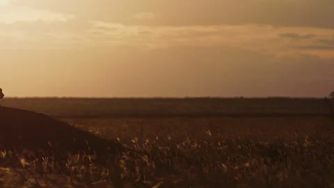 Pan of a coalition of cheetahs resting under grass at sunset in Africa Stock Footage 256918370