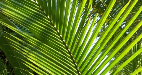 Pan Up Coconut Palm Leaf With Different Shades Of Green Lite By Sunlight Stock Footage 155870029