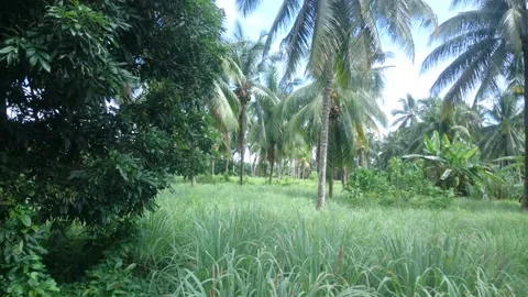 A pan Coconut tree Stock Footage 145801712