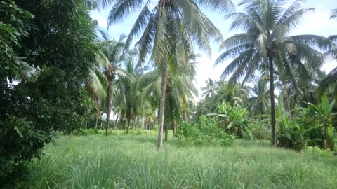 A pan UP coconut tree Stock Footage 145802820
