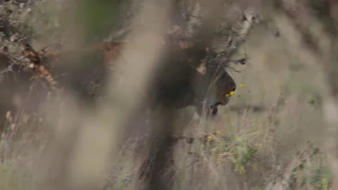 Pan of a collared female lion's head while walking among thorns Stock-Footage 260850253
