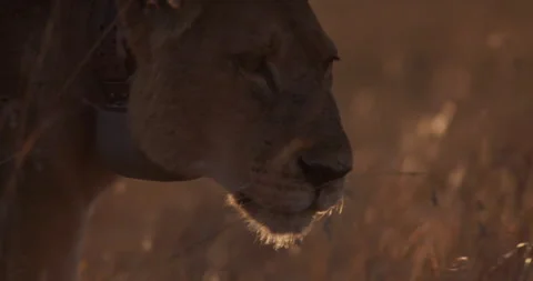 Pan of a collared lion's head while walking through the savanna Stock Footage 279041869